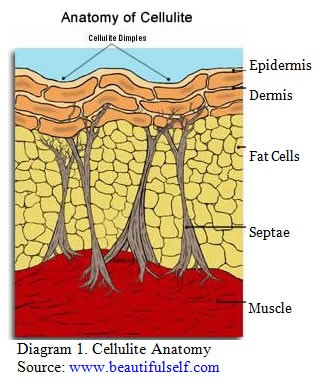 Cellulite Anatomy