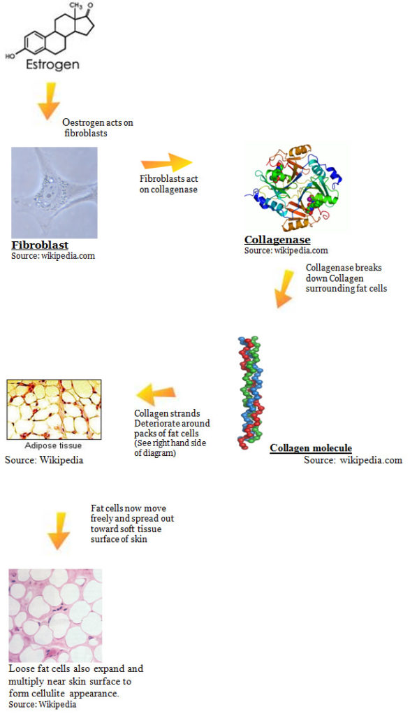 Diagram of The Complete Cellulite Process