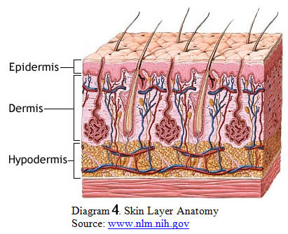 Skin Layer Anatomy