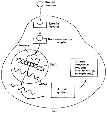 Steroid function