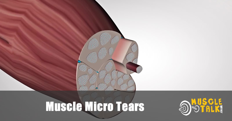 Micro tears are part of the muscle building process